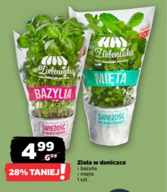 Zioła w doniczce