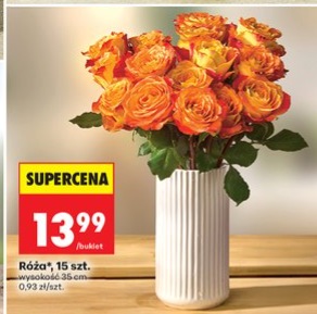 Róża