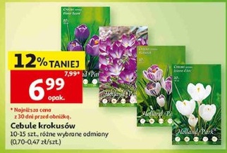 Cebule krokusów