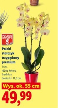 Storczyk trzypędowy premium