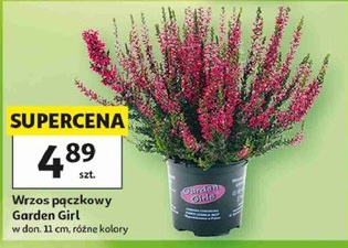 Wrzos pączkowy