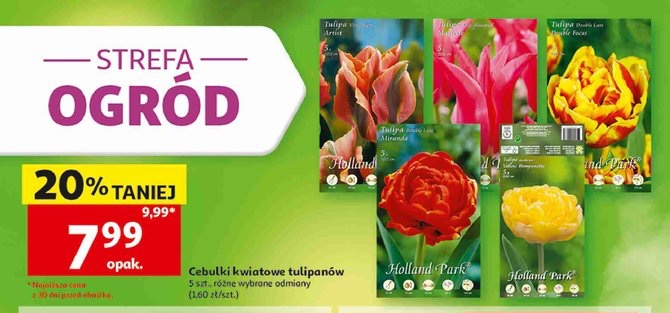 Cebulki kwiatowe tulipanów