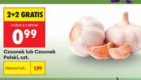 Czosnek
